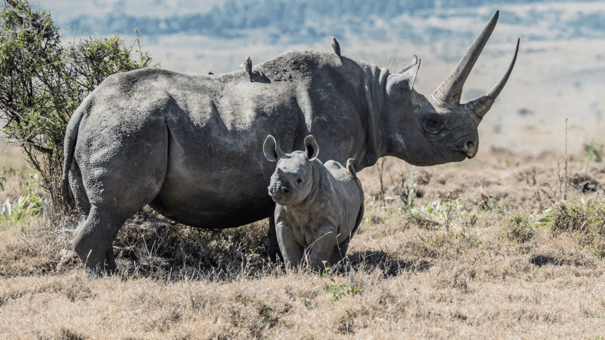 असम के Wild Life Sanctuaries में 40 साल बाद गैंडे की वापसी! मानव अतिक्रमण मैं हुई कमी