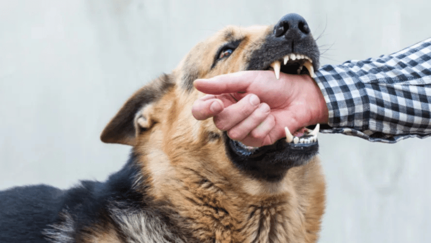 Is There No Need to Afraid From Bitten By Jabbed Dog