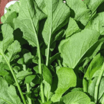 Know The Benefits Of Radish Leaves