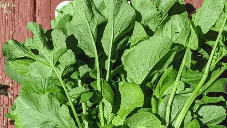 Know The Benefits Of Radish Leaves