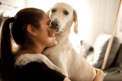 Pet Dog Licks Your Face Do Not Consider It As Love