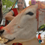 गाय को रोटी खिलाने के धार्मिक और आध्यात्मिक फल