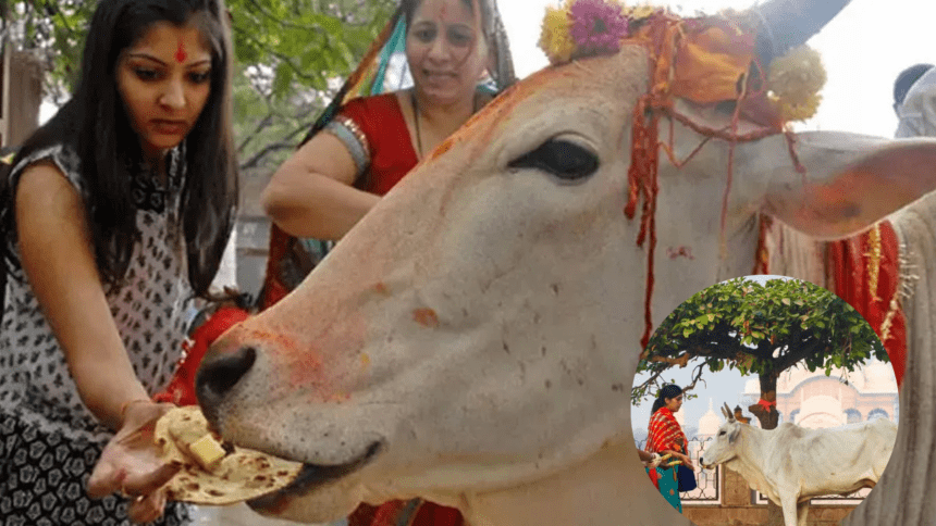 गाय को रोटी खिलाने के धार्मिक और आध्यात्मिक फल