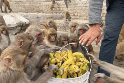 Buffet Feasts for Monkeys