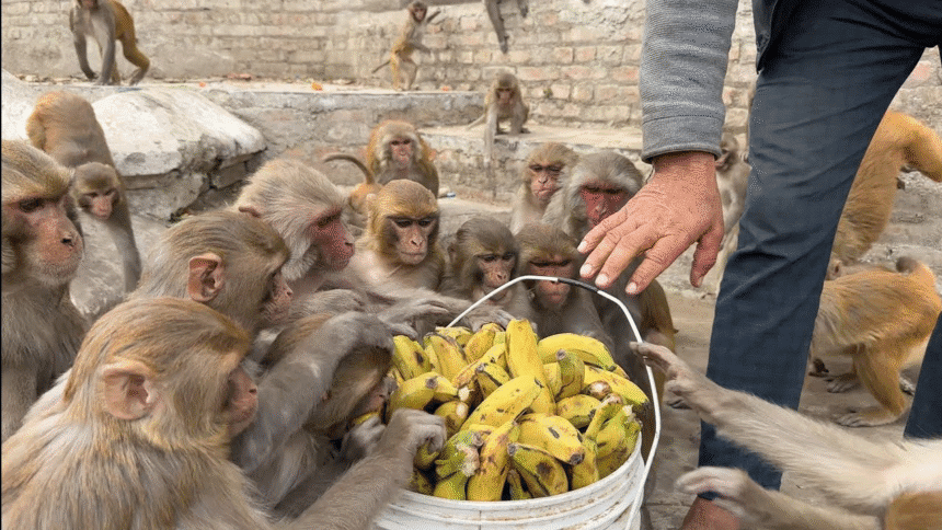 Buffet Feasts for Monkeys