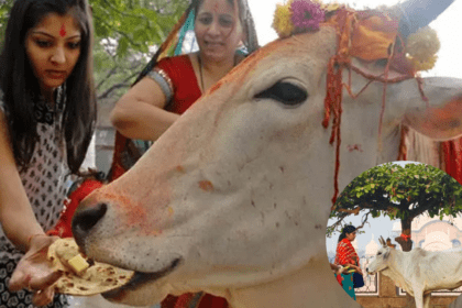 गाय को रोटी खिलाने के धार्मिक और आध्यात्मिक फल