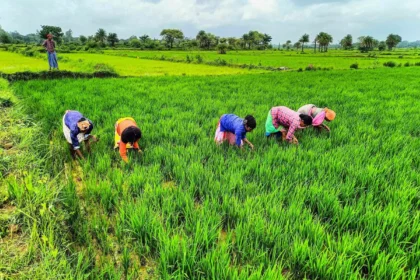 कृषि बीमा 2025: आवेदन प्रक्रिया, दस्तावेज़ और बीमा राशि के नियम