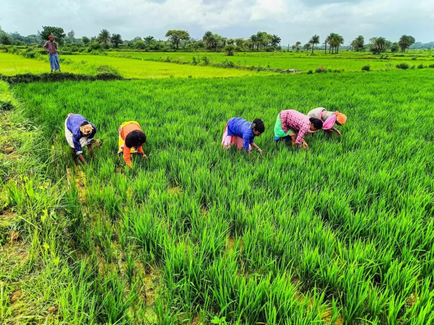 कृषि बीमा 2025: आवेदन प्रक्रिया, दस्तावेज़ और बीमा राशि के नियम