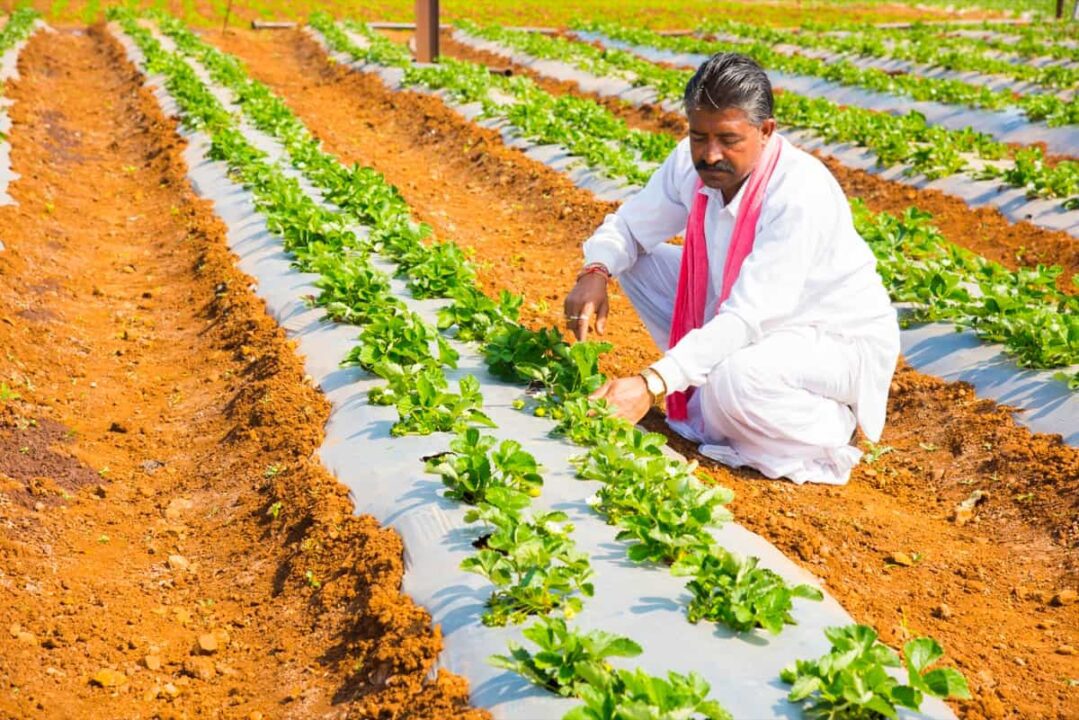 Organic Farming & Eco-Friendly Village Practices