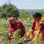 PM Gramin Skill Connect Yojana 2026 – ग्रामीण युवाओं के लिए Skill + रोजगार का नया मॉडल