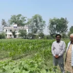 baby-corn-sweet-corn-farming-profit-india-kisan-aay-badhane-ke-tareeke