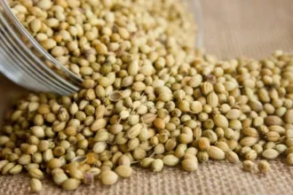 coriander-futures-price-fall-ncdex-april-29-hindi