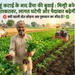 dhaincha-farming-after-wheat-benefits-green-manure-india