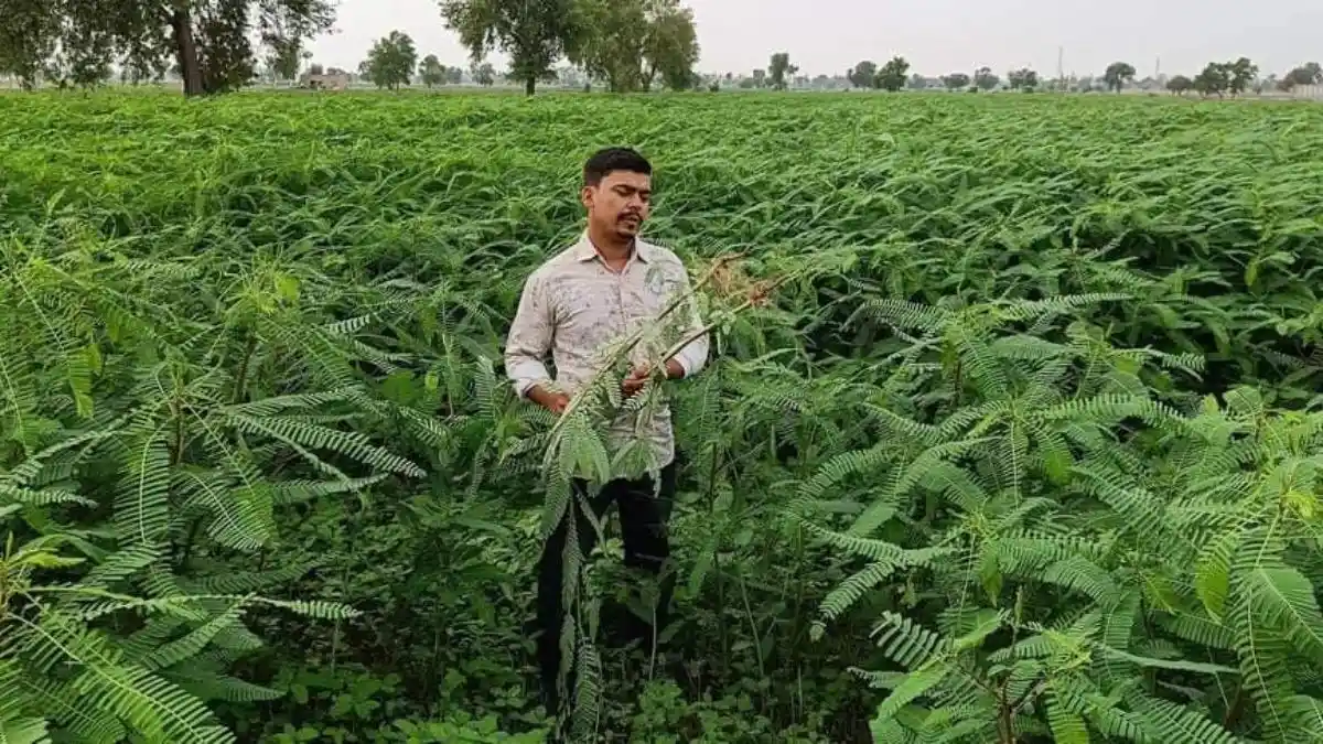 dhaincha-farming-after-wheat-benefits-green-manure-india-7946