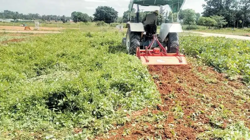 dhaincha-farming-after-wheat-benefits-green-manure-india-96431