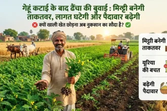 dhaincha-farming-after-wheat-benefits-green-manure-india