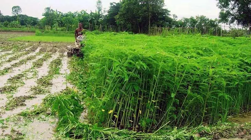 dhaincha-farming-after-wheat-benefits-green-manure-india-74
