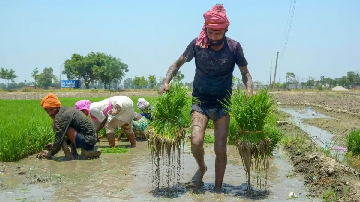dhaincha-farming-after-wheat-benefits-green-manure-india-8956