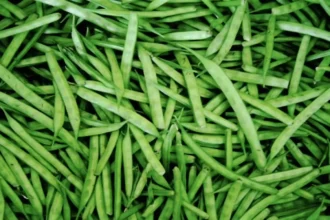 guar-gum-futures-price-rise-ncdex-april-29-hindi