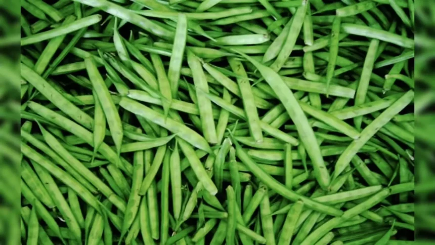 guar-gum-futures-price-rise-ncdex-april-29-hindi