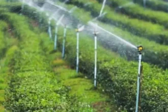 Irrigation system in lush green fields.