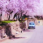 ladakh-apricot-blossom-festival-flights-increase-tourism