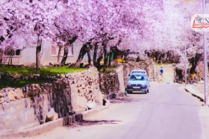 ladakh-apricot-blossom-festival-flights-increase-tourism