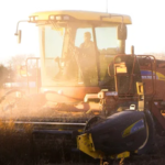 piccadily-agro-q4-results-revenue-fy26-indri-camikara-hindi