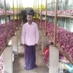 pyaj-storage-tips-desi-jugaad-onion-safe-storage-farmers-hindi