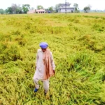 shivraj-chouhan-crop-loss-assessment-storm-hailstorm-india