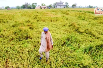 shivraj-chouhan-crop-loss-assessment-storm-hailstorm-india