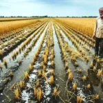 unseasonal-rain-hailstorm-rabi-crop-damage-india