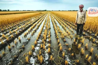 unseasonal-rain-hailstorm-rabi-crop-damage-india