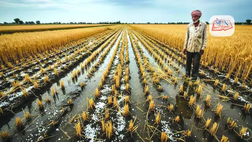 unseasonal-rain-hailstorm-rabi-crop-damage-india