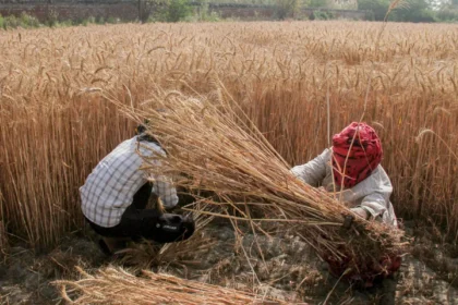 दिल्ली सरकार ने MSP पर गेहूं खरीद के नियम आसान किए