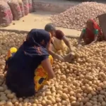 aloo-price-crash-up-farmers-loss-cold-storage-full-production-crisis-hindi