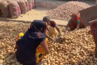 aloo-price-crash-up-farmers-loss-cold-storage-full-production-crisis-hindi