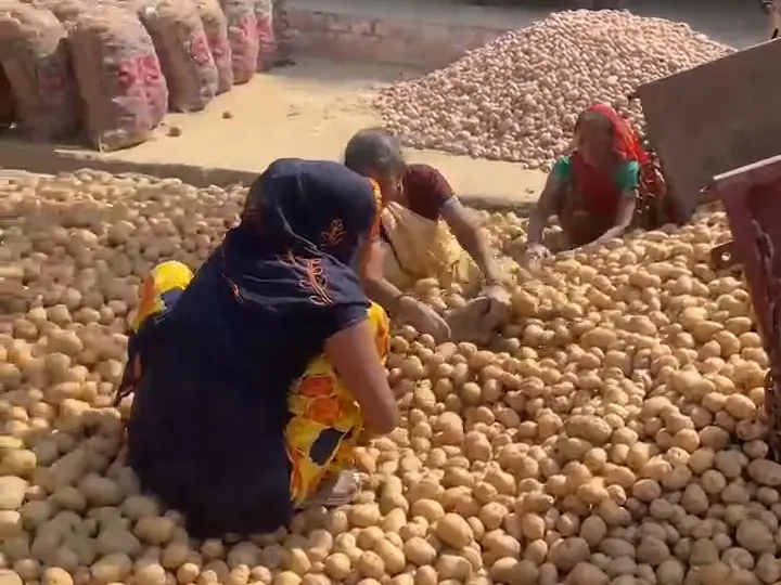 aloo-price-crash-up-farmers-loss-cold-storage-full-production-crisis-hindi