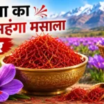 duniya-ka-sabse-mehnga-masala-kesar-price-india-kashmir-saffron