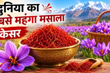 duniya-ka-sabse-mehnga-masala-kesar-price-india-kashmir-saffron