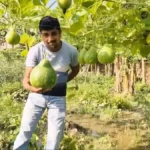 gol-kaddu-f1-pan-variety-farming-profit-purnia-farmer-success-story
