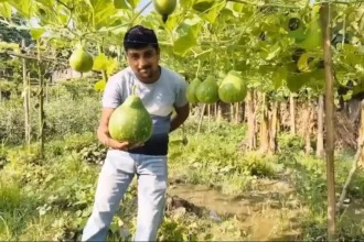 gol-kaddu-f1-pan-variety-farming-profit-purnia-farmer-success-story