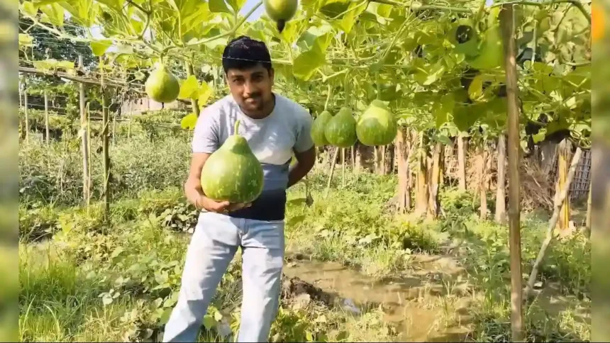 gol-kaddu-f1-pan-variety-farming-profit-purnia-farmer-success-story