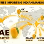 india-mango-export-top-importing-countries-uae-uk-usa-nepal-kuwait-oman-qatar-2024-25-hindi-analysis