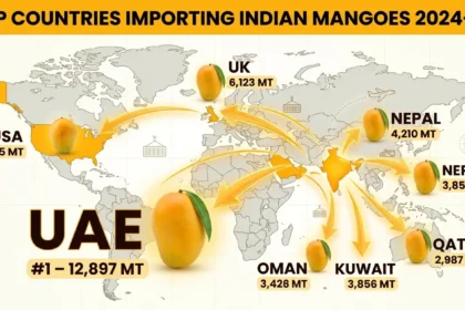 india-mango-export-top-importing-countries-uae-uk-usa-nepal-kuwait-oman-qatar-2024-25-hindi-analysis