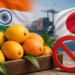 japan-bans-import-of-indian-mangoes-due-to-quality-issues