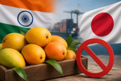 japan-bans-import-of-indian-mangoes-due-to-quality-issues