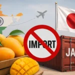 japan-halts-indian-mango-imports-fumigation-issue-exporters-tension