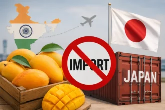 japan-halts-indian-mango-imports-fumigation-issue-exporters-tension