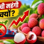 litchi-price-hike-india-second-largest-producer-export-low-why-costly